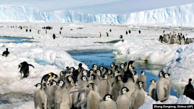 Crowds of Emperor penguins on the ice in Antarctica on December 21, 2005