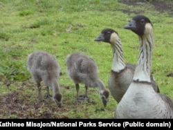 Hawaiian geese, or 'nene' in the Hawaii Volcanoes National Park