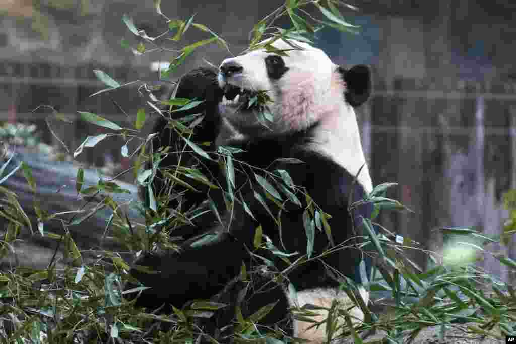 Debido a un acuerdo con China, país que tiene la mayor cantidad de osos pandas en libertad, todos los pandas que hayan nacido en cautiverio e otros países, y cuyos padres hayan sido donados por China, deberán ser retornados a un santuario para poder ser regresados a su hábitat natural y para reproducirse.&nbsp;