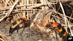 A pair of American burying beetles prepares to bury a bobwhite quail carcass.
