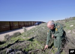 FILE - Border Patrol agent Richard Gordon, a 23-year veteran of the agency, examines broken dried branches that indicate human traffic near the border fence where illegal immigrants enter the U.S. in San Diego, California.