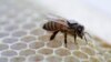 อนาคตของผึ้งน้ำหวานในสหรัฐฯ ยังน่าเป็นห่วง