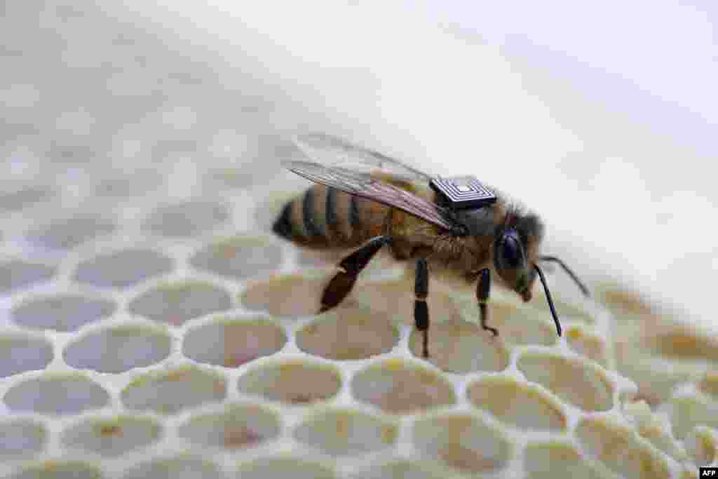 This handout picture released by Australia&#39;s national science agency the Commonwealth Scientific and Industrial Research Organisation (CSIRO) shows a micro-sensor glued onto the back of a honey bee to understand the key factors driving a worldwide population decline of the pollinators.