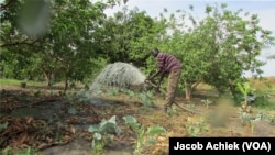 South Sudanese farmer Paul Alim Amuol waters crops on his 4.5-hectare farm in Bor, Jonglei state. Amuol says he needs better technology to boost production and to be able to get his crops to market before they go off.