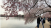 DC’s Cherry Blossoms in Full Bloom