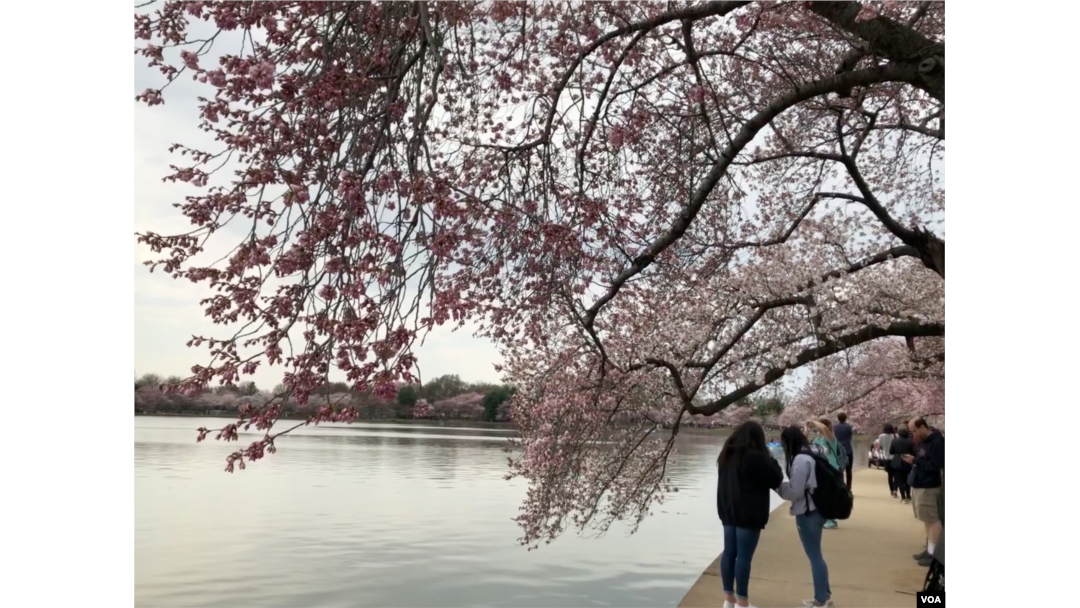 People walk under "peak bloom" cherry blossoms at Washington's Tidal Basin.