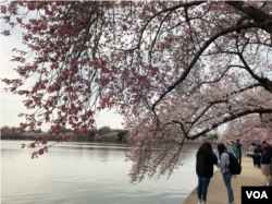 People walk under "peak bloom" cherry blossoms at Washington's Tidal Basin.