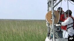Oil clean-up in a Louisiana marsh