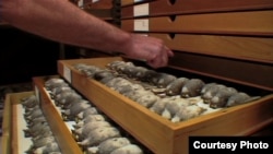 Dead birds which have been collected by the Field Museum of Chicago after their fatal collisions with buildings. Birds often mistake skyscraper lights for the stars they need to navigate. (Courtesy Wicked Delicate Films)