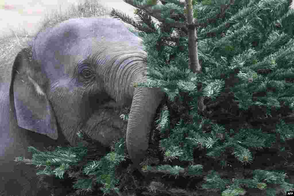 An elephant feeds on an old Christmas tree in their enclosure of Prague&#39;s Zoo, in the Czech Republic.
