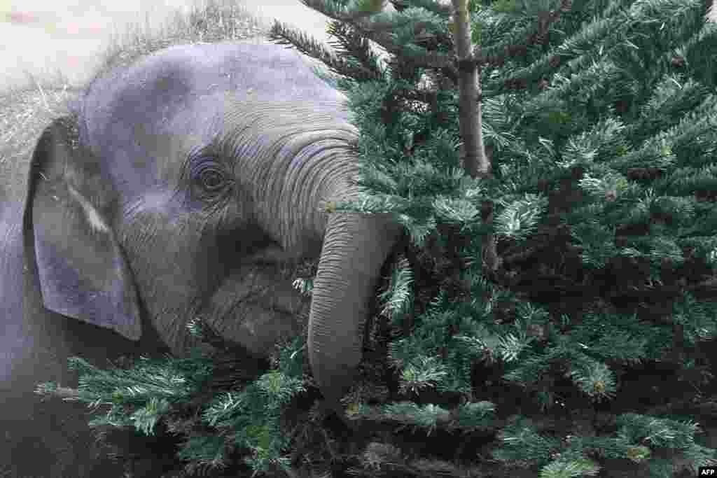 An elephant feeds on an old Christmas tree in their enclosure of Prague's Zoo, in the Czech Republic.