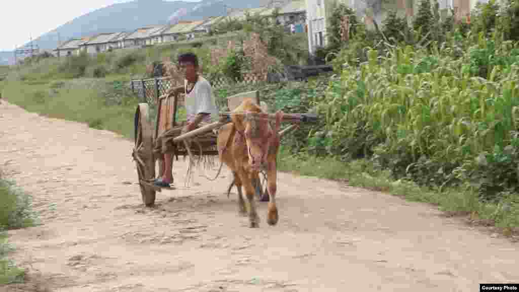 북한에서 농사는 주로 인력이나 소에 의존한다. 올해 봄 가뭄과 여름 홍수로 옥수수 작황도 예상보다 크게 줄 것으로 우려된다. 2천500만 북한 주민들의 미래는 여전히 암울하다. (미션 이스트 제공)