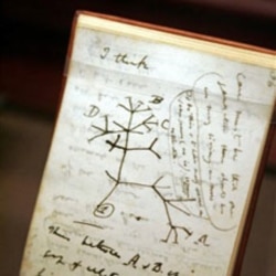 A copy of Charles Darwin's notebook containing his idea of an evolutionary tree. The notebook is in the American Museum of Natural History in New York City.