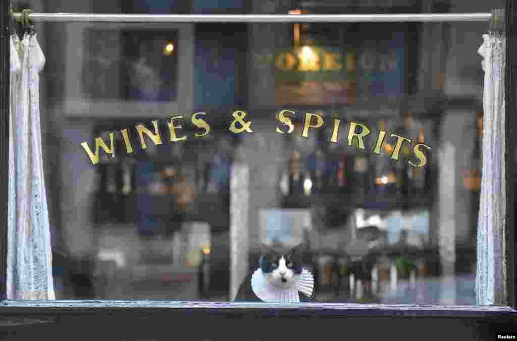 &#39;Ray Brown&#39;, the resident cat, watches passers-by from a pub window in central London, Britain.