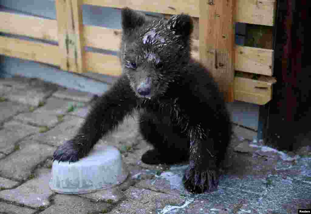 Orphaned baby bear named "Aida," covered with milk, is seen during its lunch in Gunjani village near Sarajevo, Bosnia and Herzegovina, May 16, 2019.