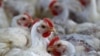 Chile Detects Bird Flu at Poultry Producer Agrosuper's Plant