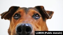 A Dog's Nose