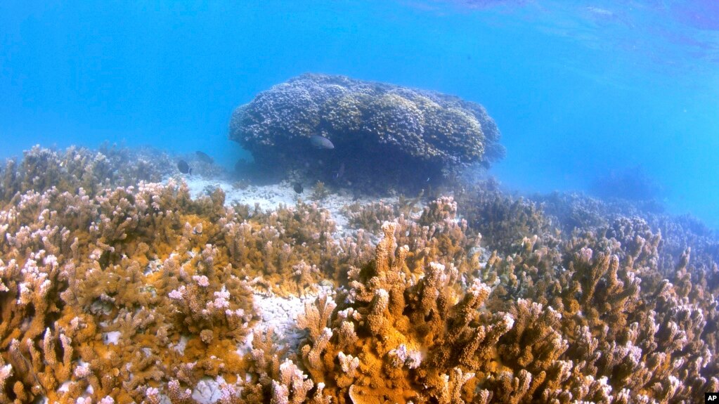 Fish swim near a head of coral in Kaneohe Bay, Hawaii on Friday, Oct. 1, 2021. (AP Photo/Caleb Jones)