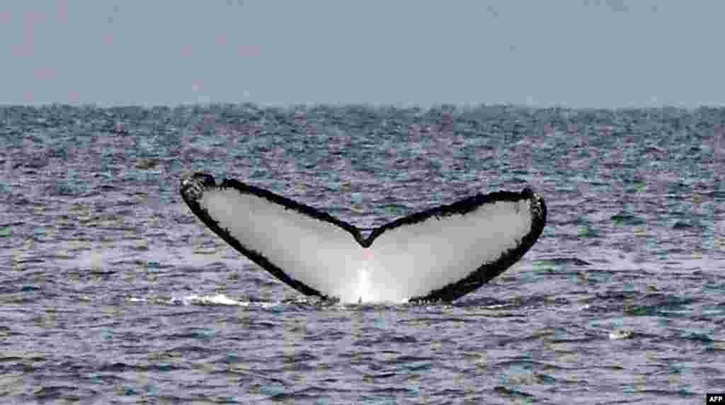 파나마 콘타도라섬 인근 바다에서 혹등고래가 헤엄치고 있다.&nbsp;