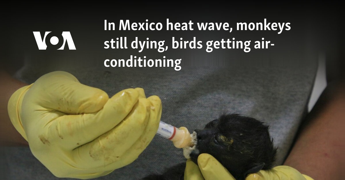 In Mexico heat wave, monkeys still dying, birds getting air-conditioning