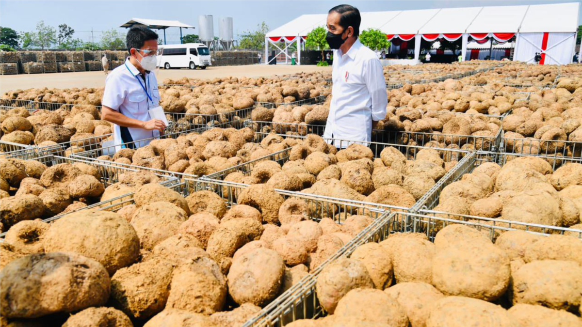 Jokowi: Porang Bisa Menjadi Makanan Pokok di Masa Depan - Vimarsana News