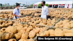 Presiden Jokowi dalam kunjungannya ke pabrik pengolahan porang berharap nilai tambah porang bisa dilakukan di dalam negeri (Foto: Courtesy/Biro Setpres)