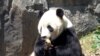 美国国家动物园将把一只熊猫送回中国