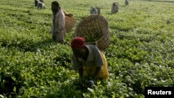 Des travailleurs cueillant du thé dans une plantation près de Kericho au Kenya, le 6 février 2008. Plusieurs pays d'Afrique de l'est cultivent le thé.