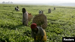 FILE - Workers pick tea at a plantation outside Kericho, Feb. 6, 2008.