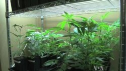 Washington State Gears Up for Marijuana Industry