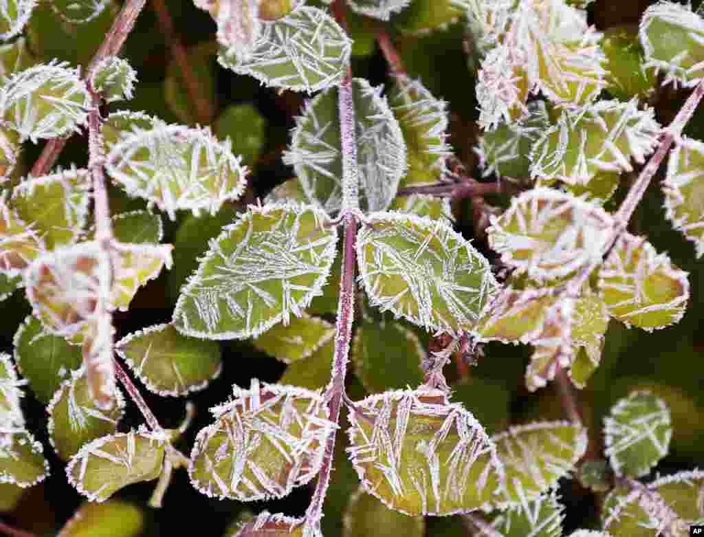 Small leaves of a bush are covered in frost after a cold night in Frankfurt, Germany.