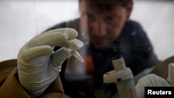 A scientist separates blood cells from plasma cells to isolate any Ebola RNA in order to test for the virus at the European Mobile Laboratory in Gueckedou, Guinea, April 2014.