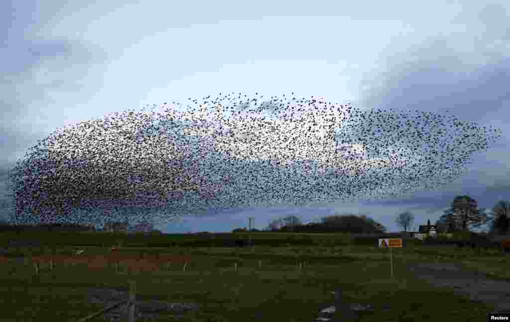 Starlings fly in a murmuration over a field near Catterick, Britain, Nov. 15, 2020.