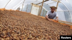 FILE - A worker sorts dry robusta coffee beans at Finca El Alto in Gaspirilla, Capira District, Panama, Dec. 28, 2017. 