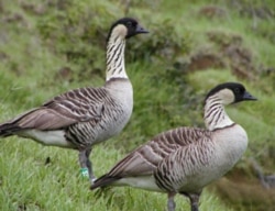 The Hawaiian Goose, known as the nene, is an endangered bird species that nests at Haleakala