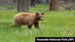 You can now keep track of the bears in Yosemite National Park.