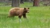 Follow Yosemite National Park's Bears Online