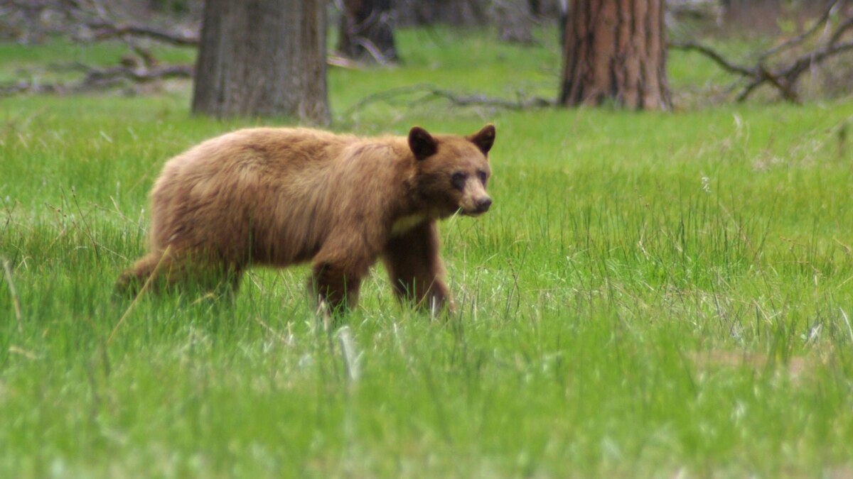 Follow Yosemite National Park's Bears Online