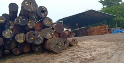 Kayu bulat yang ada di perusahaan kayu di Gresik (Foto: Courtesy/PPLH Mangkubumi)