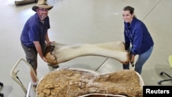 Dr. Scott Hocknull and Robyn Mackenzie pose with a restructured bone of "Cooper" in Eromanga, Australia. It is a new species of dinosaur discovered and recognized as the largest ever found in Australia. (Eromanga Natural History Museum/Handout via Reuters)