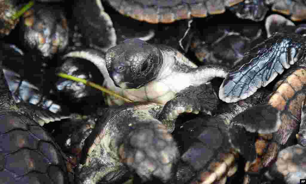 A young loggerhead turtle crawls through a pile of others waiting to be released into the Altantic Ocean near Boca Raton, Florida, USA, Sept. 5, 2013 Coast Guard officials helped Melanie Stadler, a marine scientist with Gumbo Limbo Nature Center, release almost 500 sea turtle hatchlings into the Atlantic Ocean.