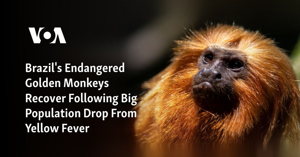 Once nearing extinction, Brazil's golden monkeys have rebounded