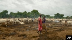 In this photo taken July 31, 2017, cattle keepers walk past their herd at a camp outside the town of Rumbek, South Sudan. 