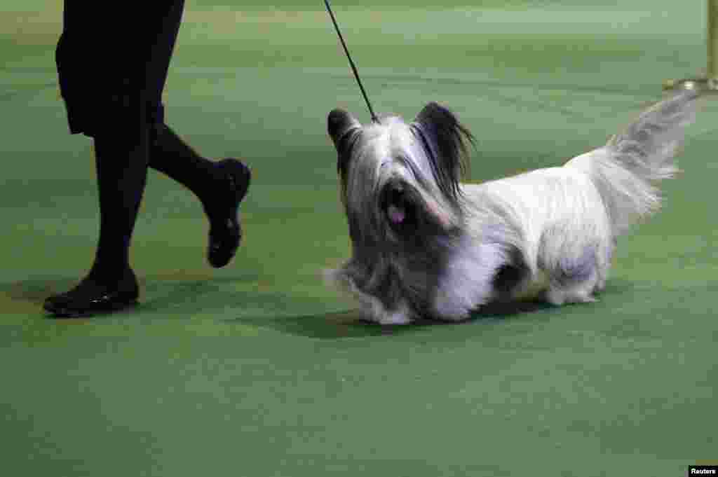 A Skye Terrier is judged during the 137th Westminster Kennel Club Dog Show in New York, February 12, 2013. 