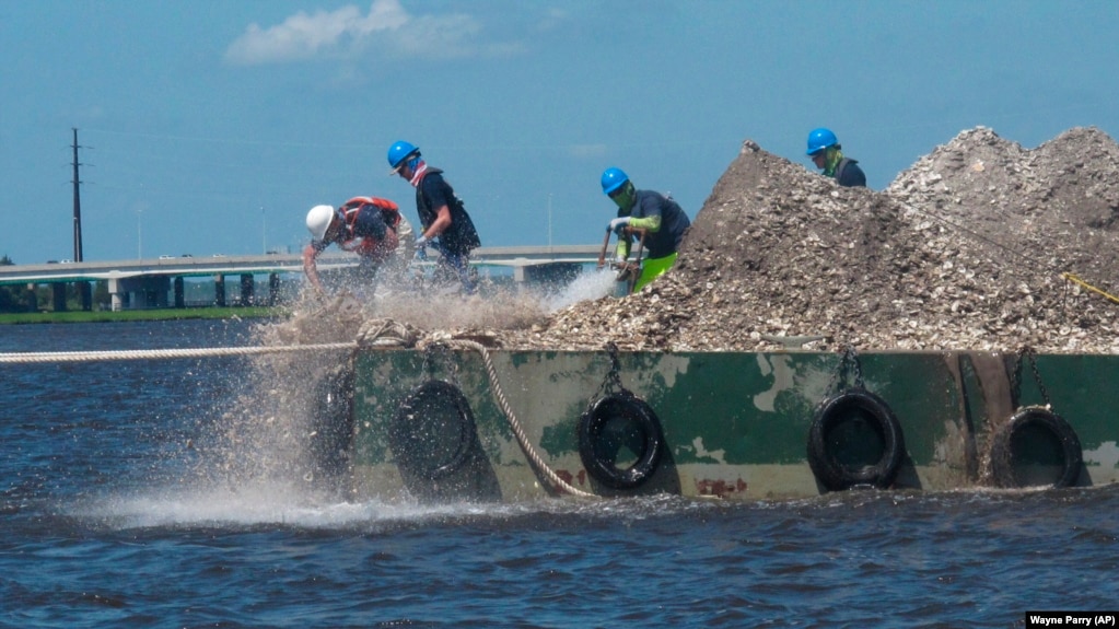 In this June 29, 2021 photo, workers on a large flat boat (called a barge) put 680 bushels of clam and oyster shells into the Mullica River in Port Republic, New Jersey. (AP Photo/Wayne Parry)