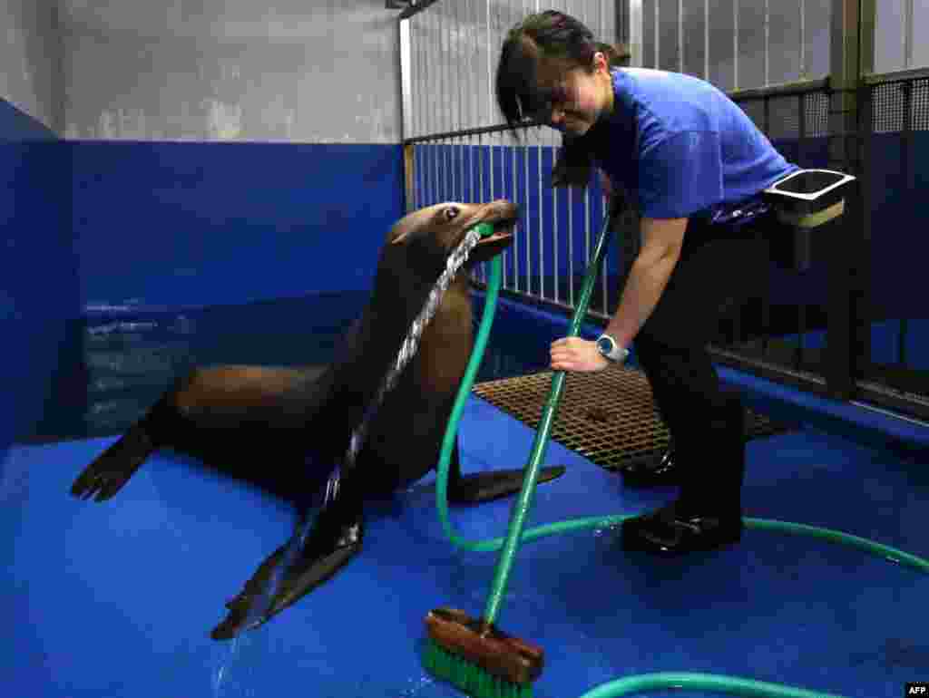 Female sea lion &#39;Sarasa&#39; holds a hose with her mouse to help a trainer clean her room at the Shinagawa Aqua Stadium aquarium in Tokyo, Japan.