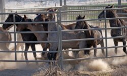 Wild horses are held in a temporary holding structure after being rounded up the night before due to a lack of water to keep them alive.