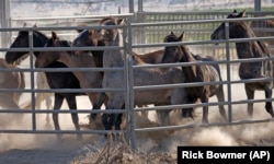 Wild horses are held in a temporary holding structure after being rounded up the night before due to a lack of water to keep them alive.