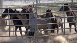 Wild horses are held in a temporary holding structure after being rounded up the night before due to a lack of water to keep them alive.