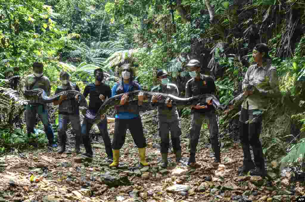Wildlife rangers pose with a sedated 9-meter long python, estimated to weigh about 100 kilograms, they caught near a village in Kampar and later released back into the neighboring jungle of Palalawan, Indonesia.